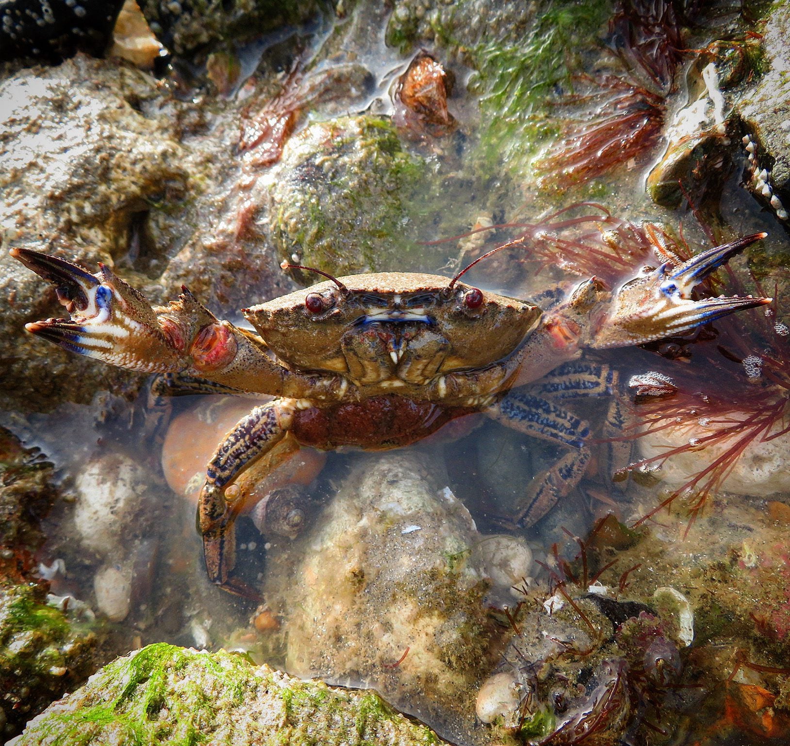 Velvet Swimming Crab Ryan Greaves 1