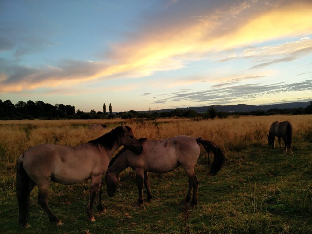 konik ponies at sunset, Waltham Brooks