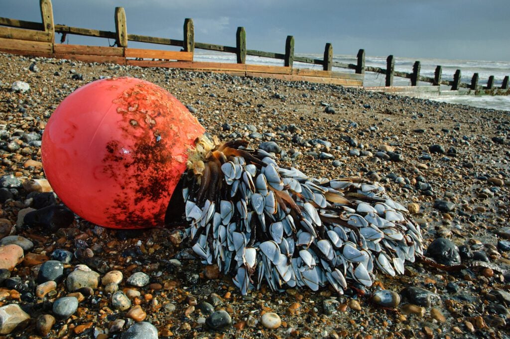 Worthing Goose Barnacles Paul Parsons 2025