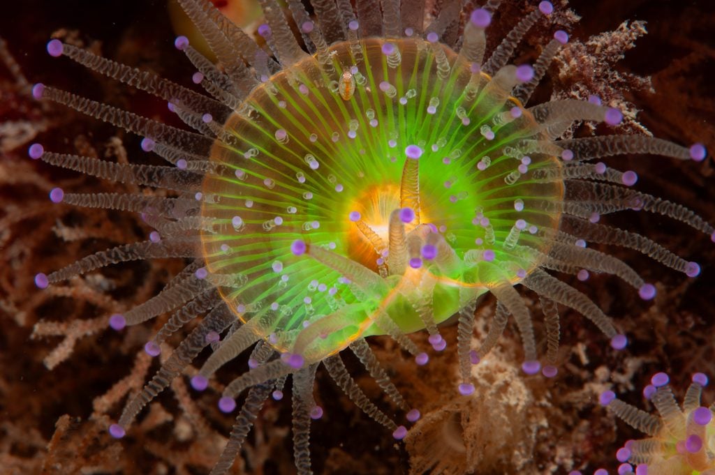 Worthing Jewel Anemone Paul Parsons 2024 1