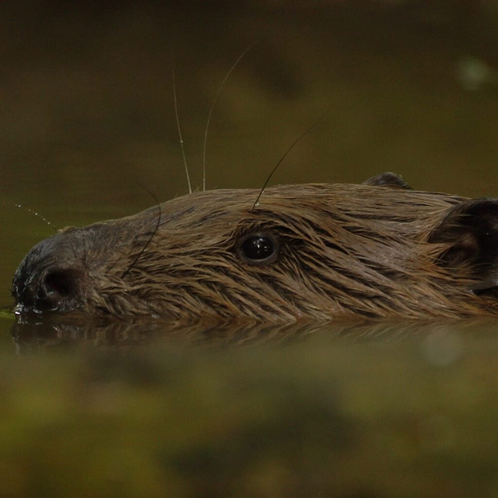 Beaver swimming close up