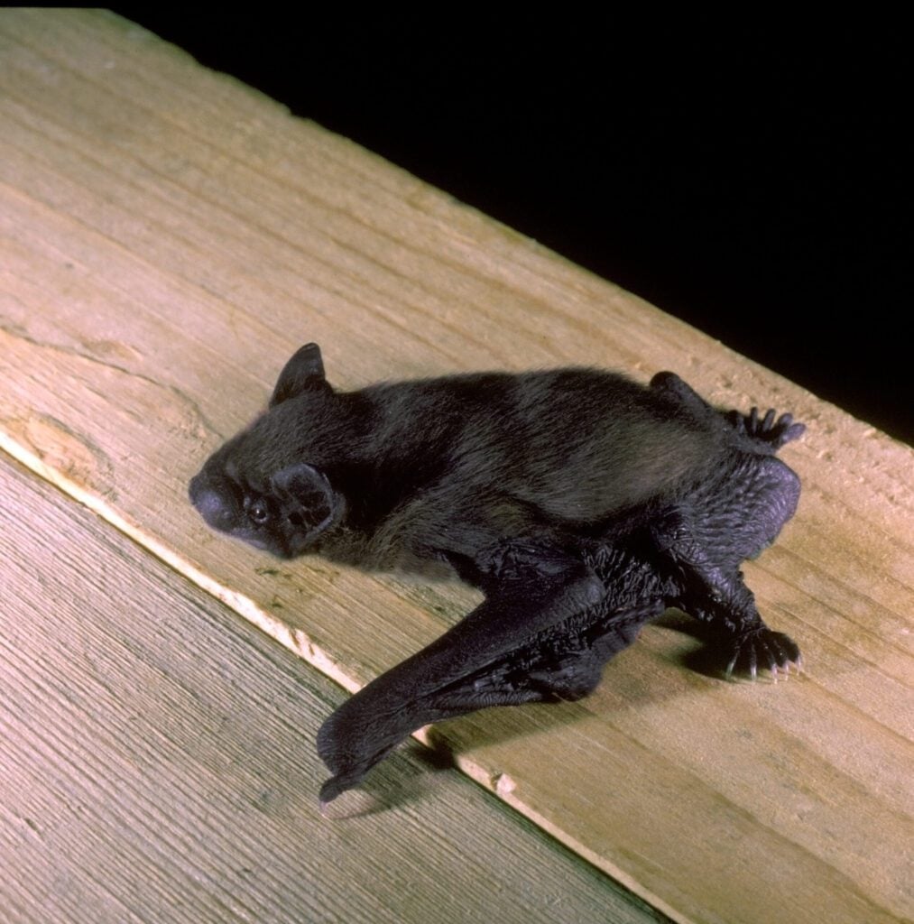 noctule bat Hugh Clark FRPS 5