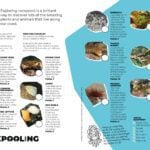 rockpooling guide