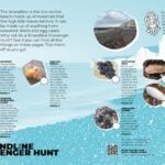 strandline scavenger hunt guide 1