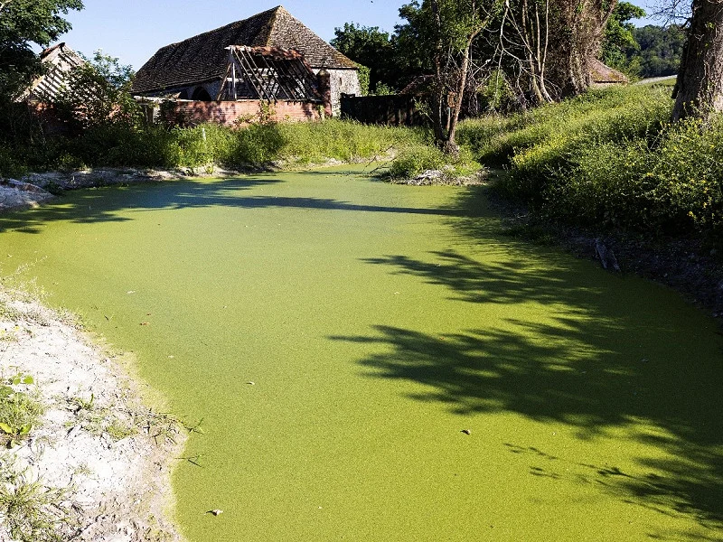 the pond as it is now w800h600