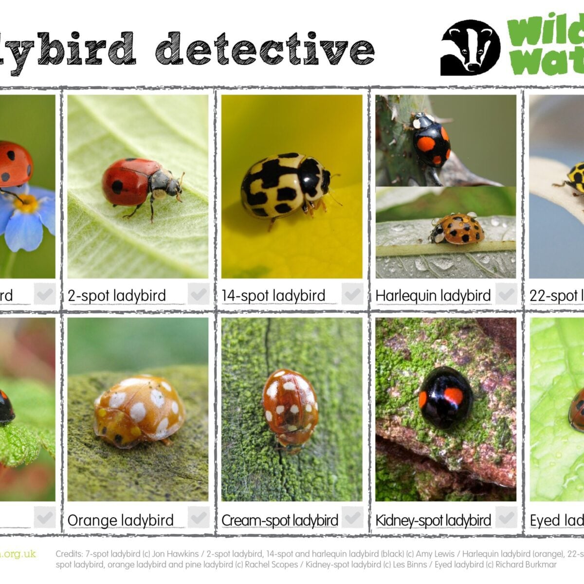 Ladybirds