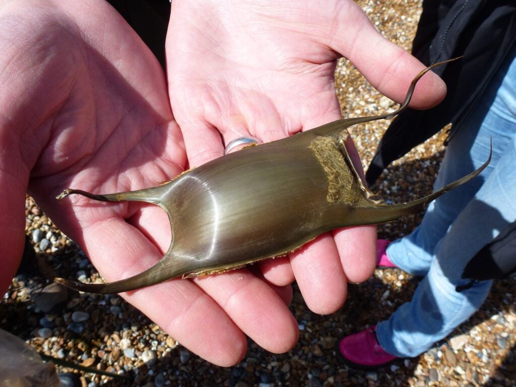 Mermaids Purse 2
