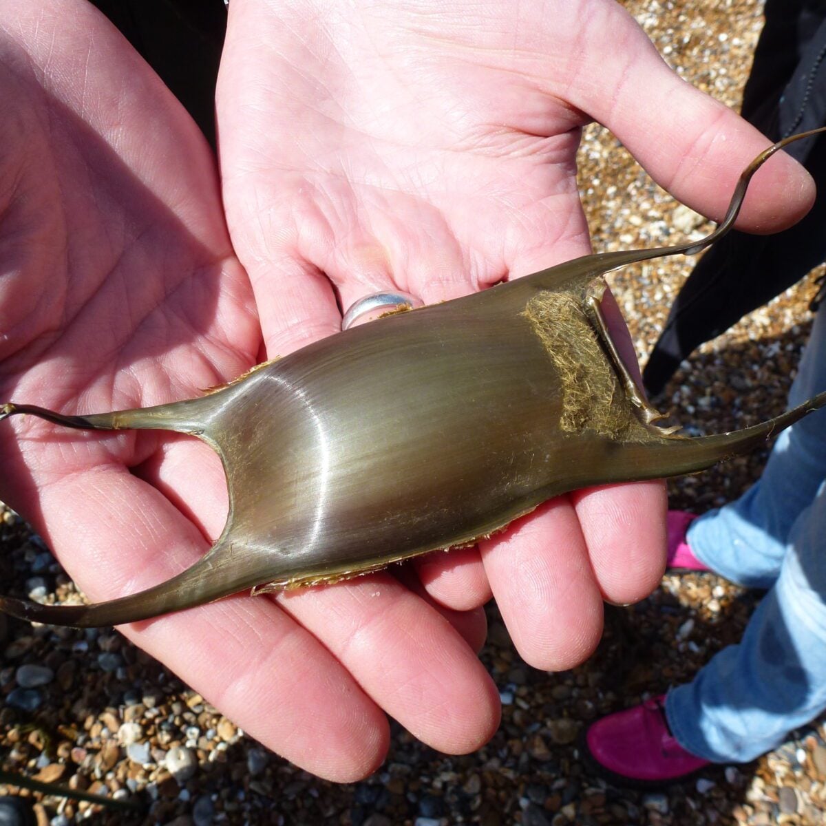 Mermaids Purse 2