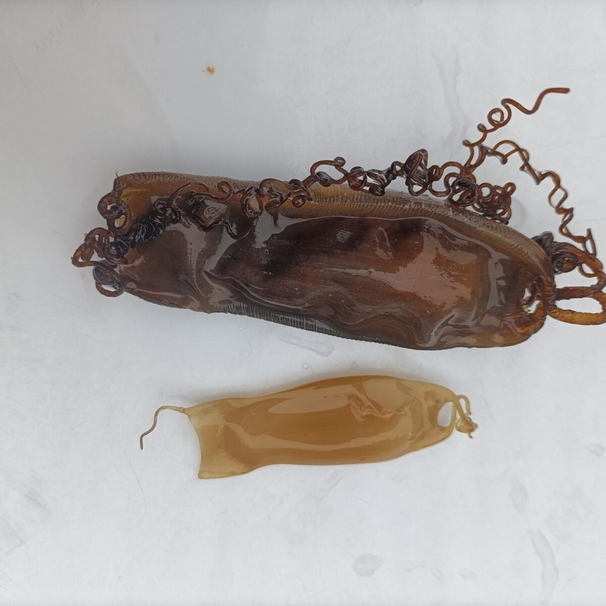 Nursehound and Small spotted Catshark eggcases