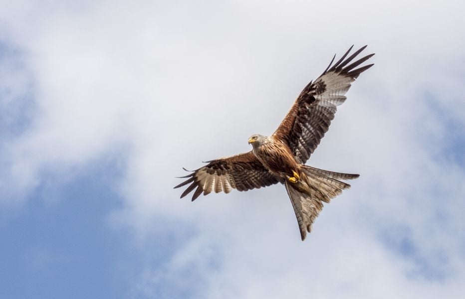 Red Kite © Dennis Hunt IL032650
