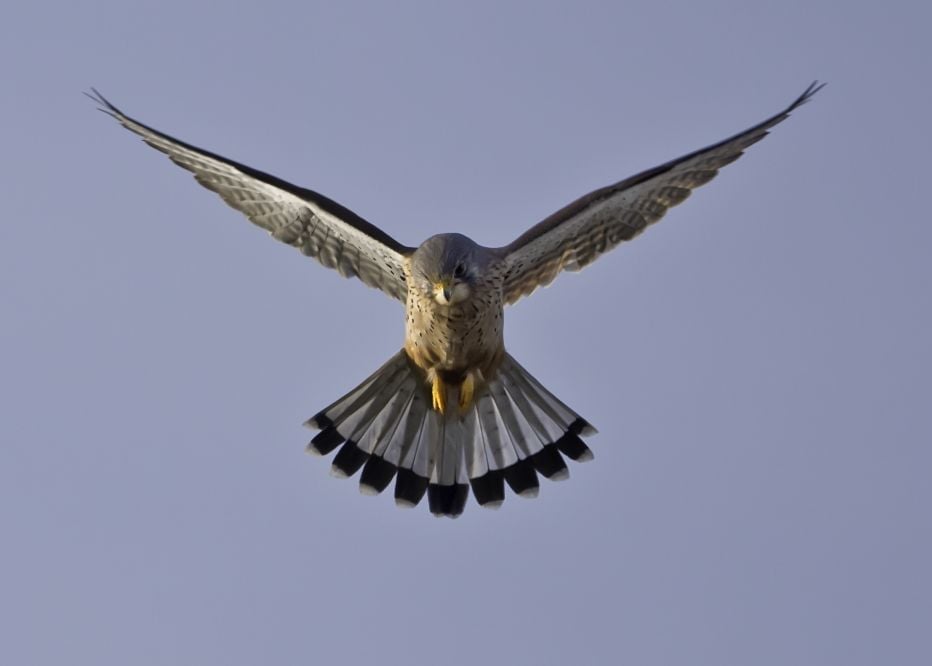Kestrel © Hugh Clarke FRPS IL036167