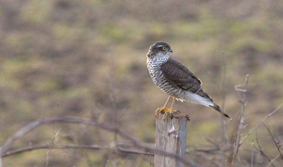 Sparrowhawk © Bob Eade IL037202
