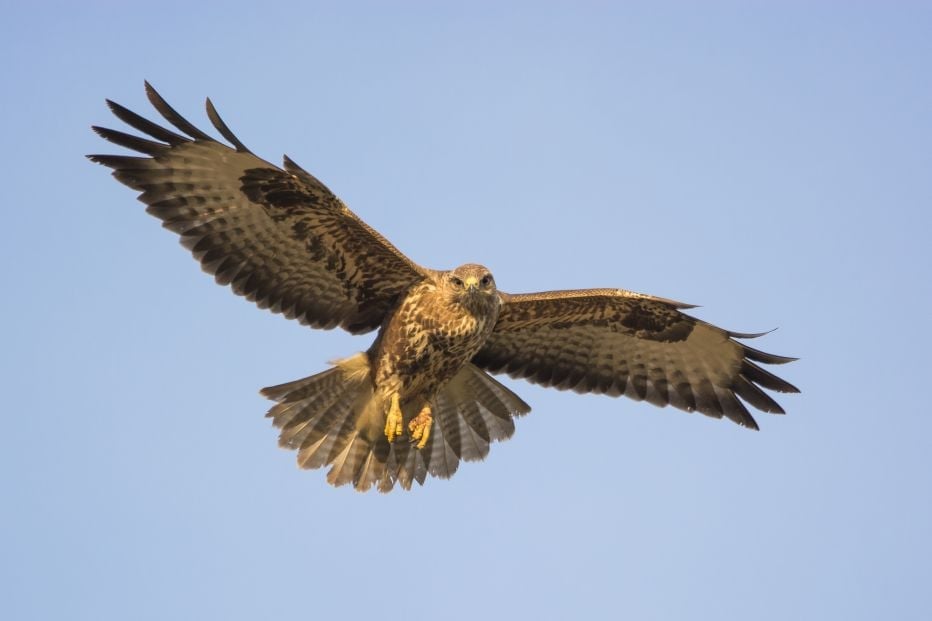 Buzzard © Peter Brooks IL040816