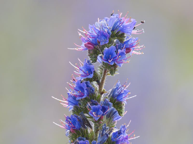 08vipers bugloss3t1a5112 2 1