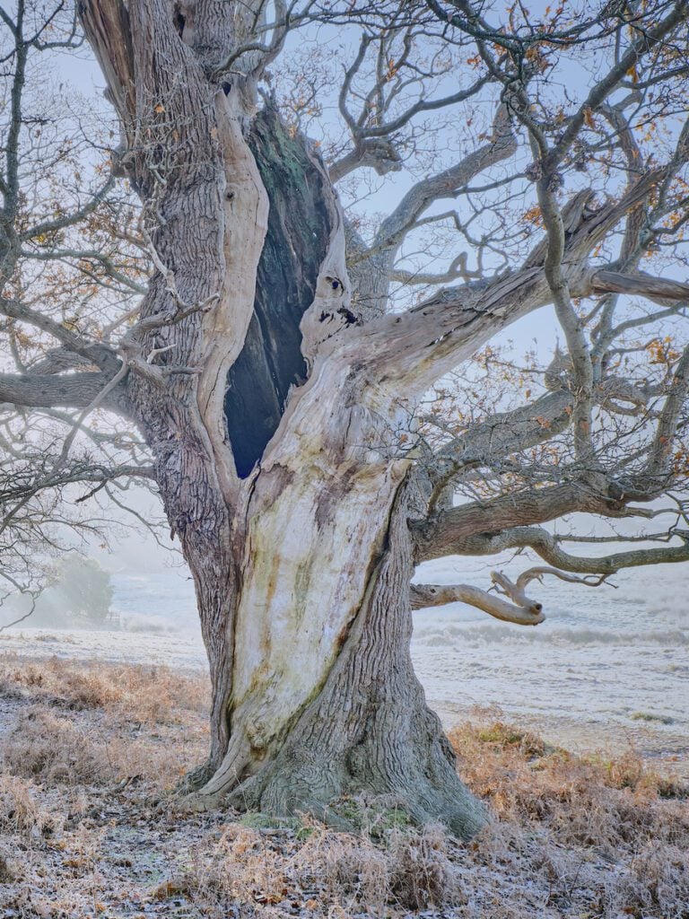 Ancient Oaks Matthew Thomas
