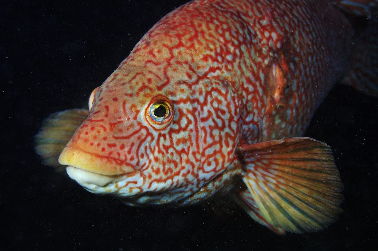 Ballan Wrasse