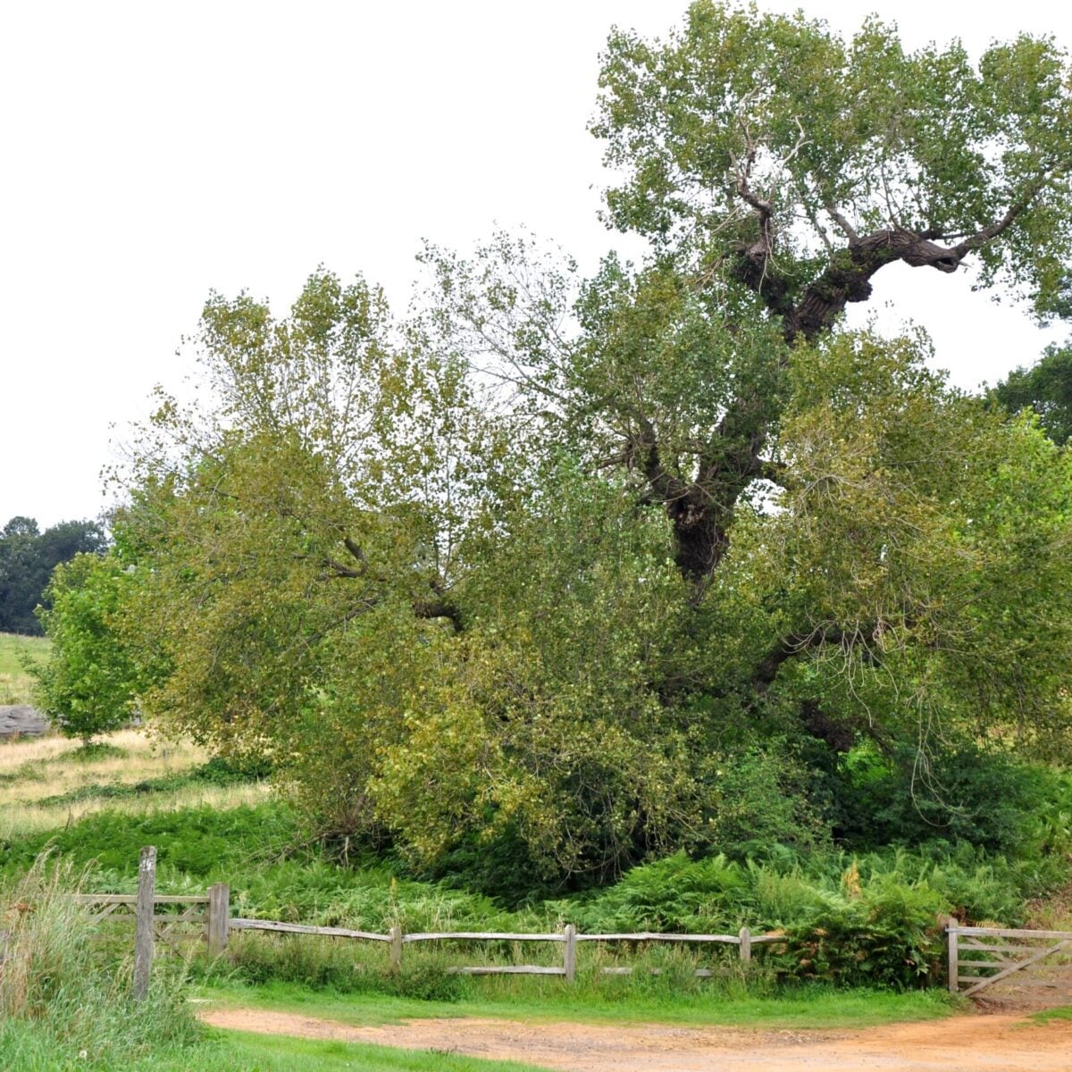 Black Poplar