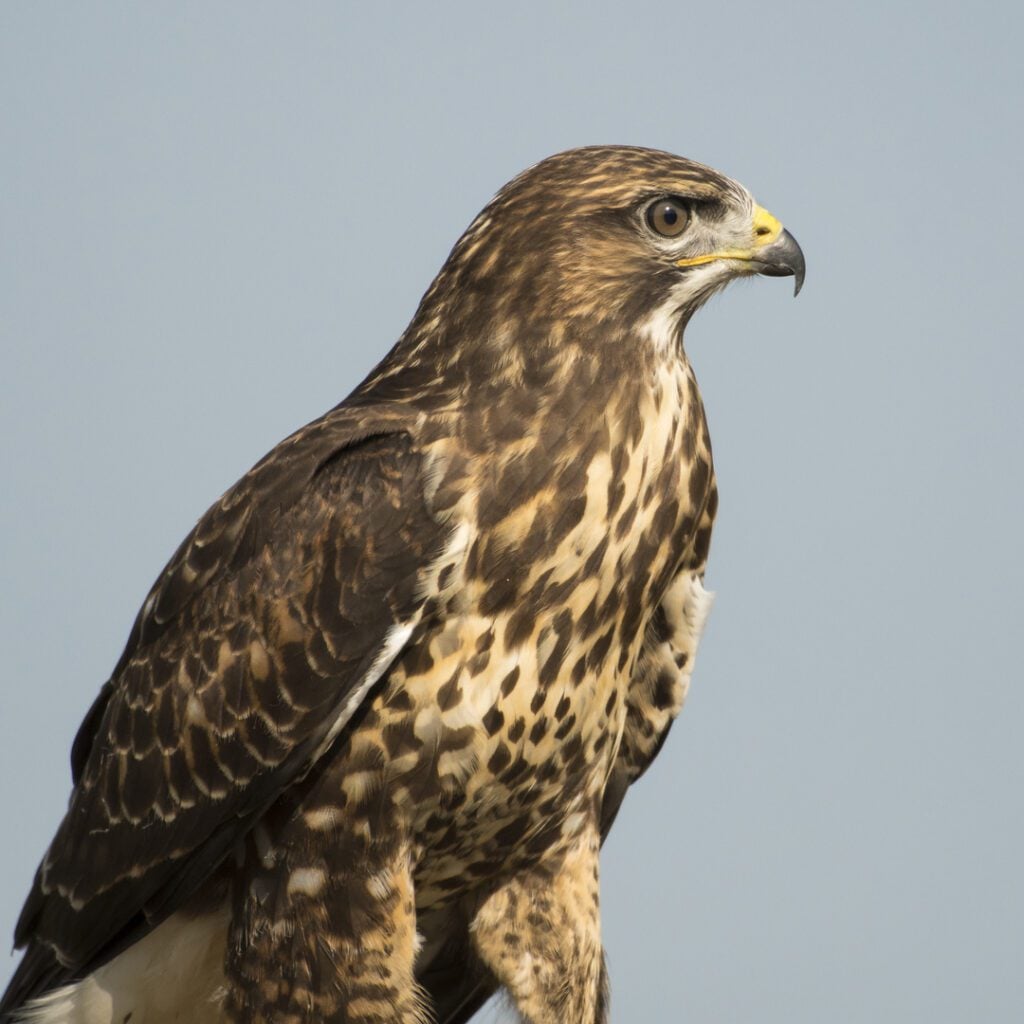 Buzzard c Peter Brooks 1