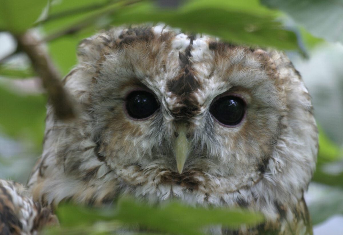Tawny owl head with focus on eyes
