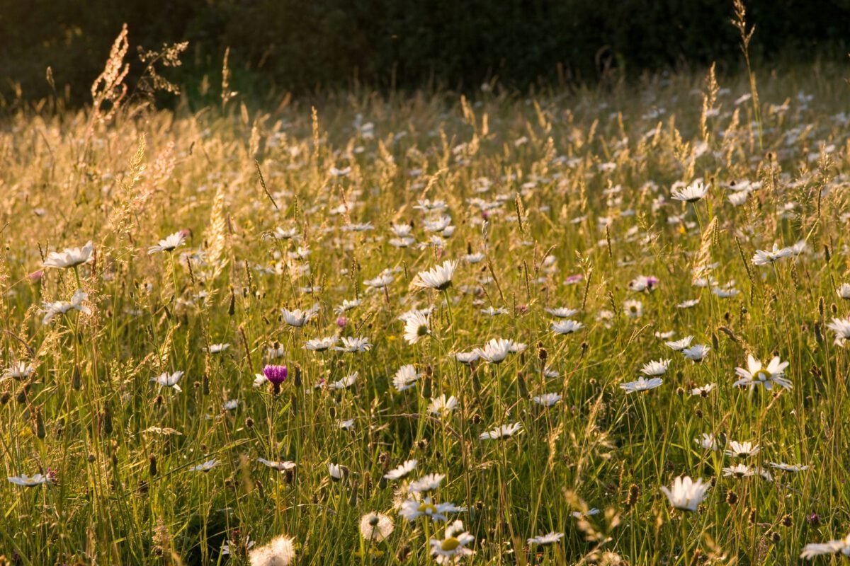 Ox-eye daisies (Leucanthemum vulgare) in a meadow ox-eye daisies in meadow