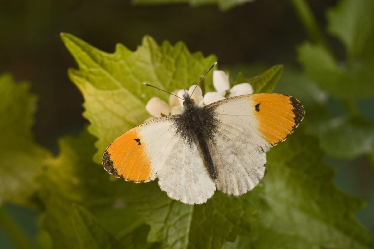 Orange and white butterfly