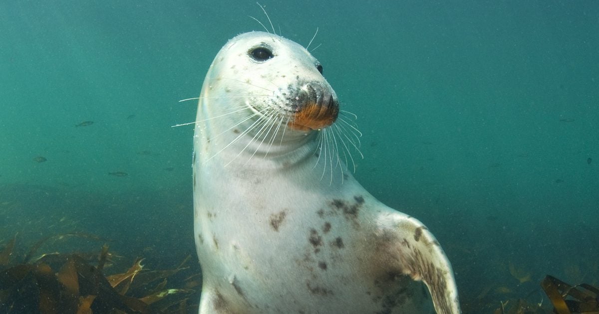 Grey Seal 1