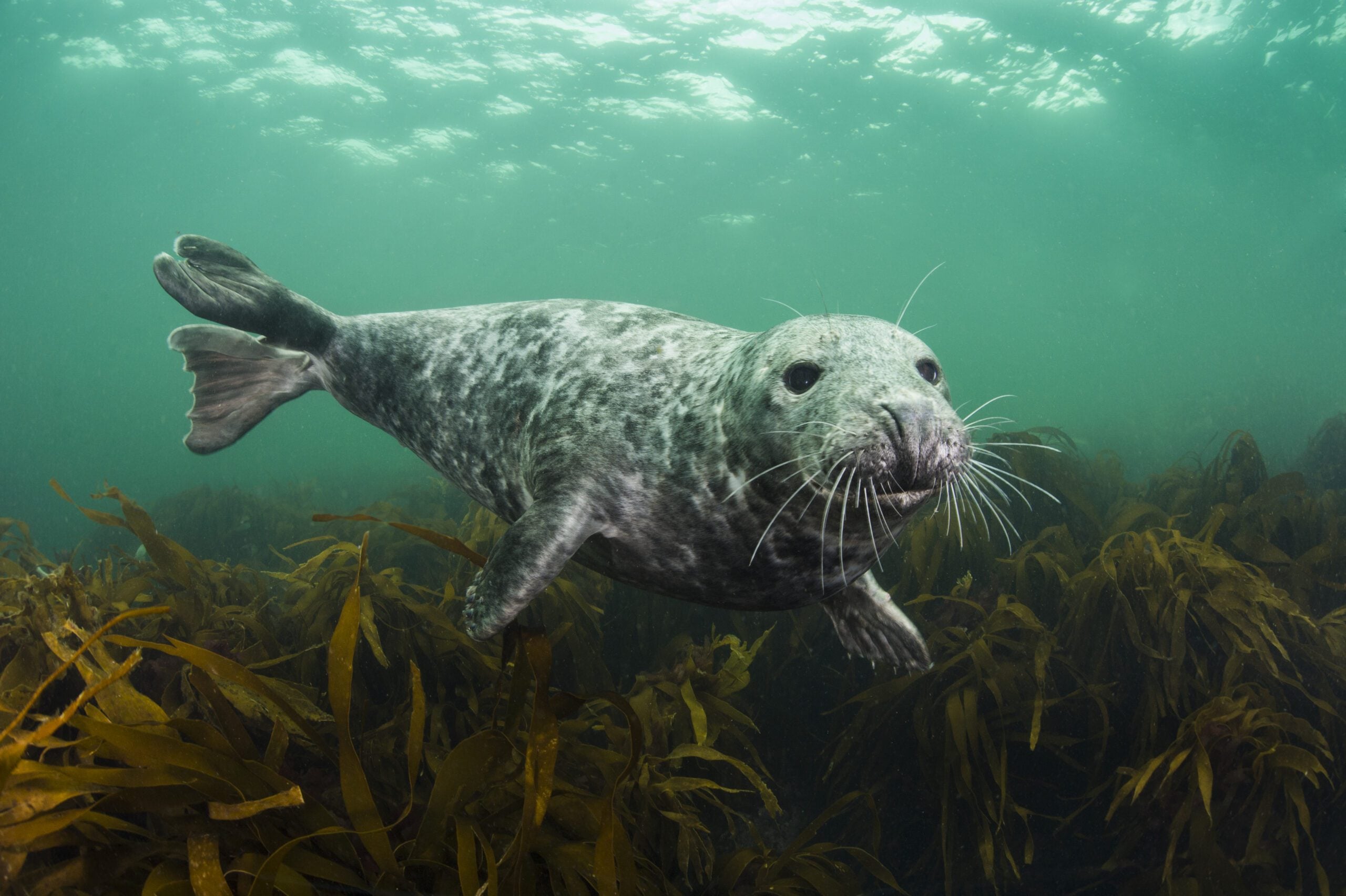 Grey Seal c Alexander Mustard 2020 Vision