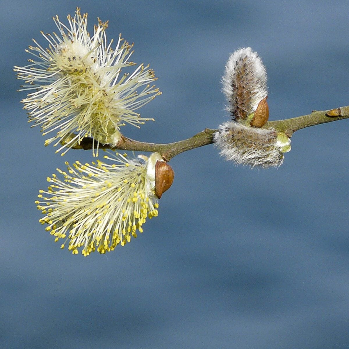 Grey Willow flowers Barry Yates