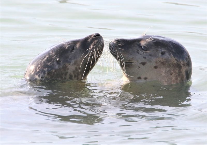 Harbour seals Eastbourne Claire Andrews 2