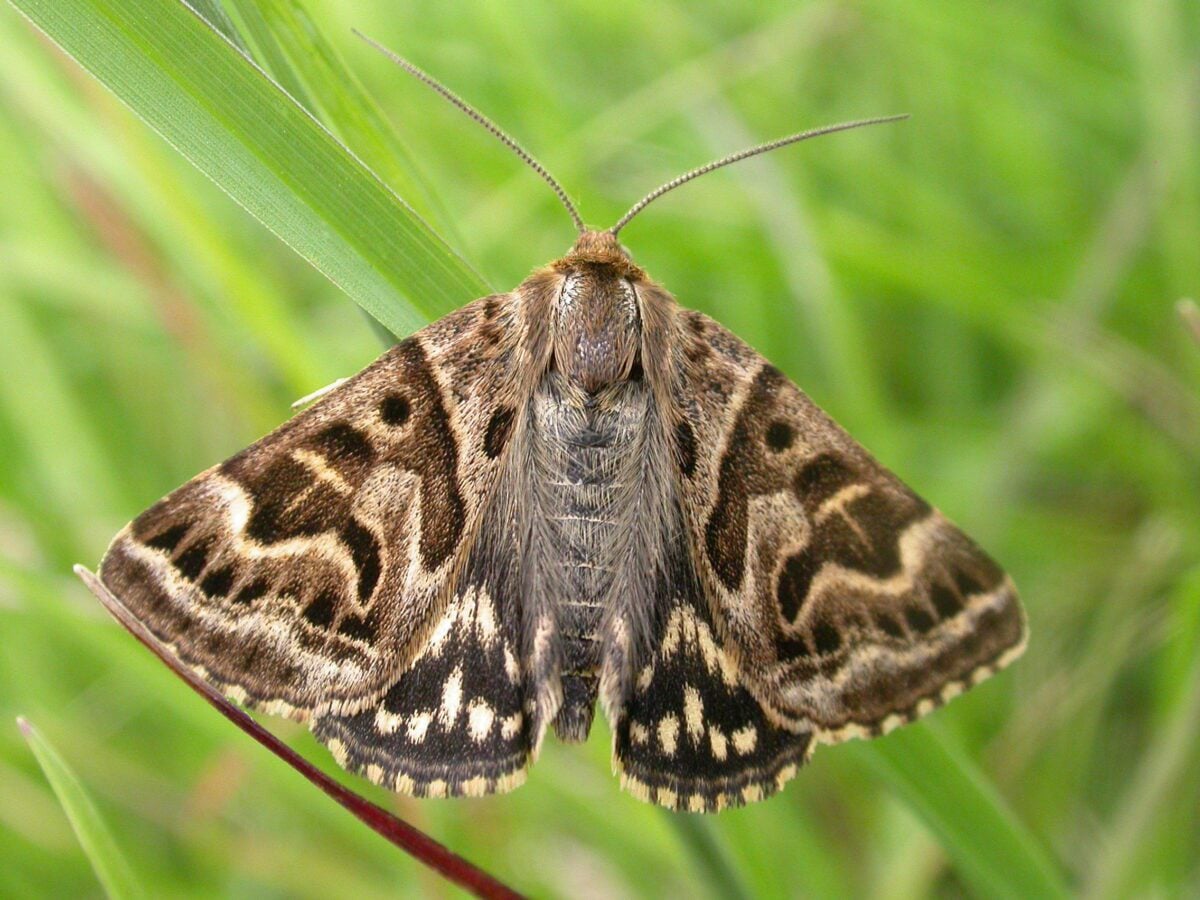 Lead coloured Drab Graeme Lyons