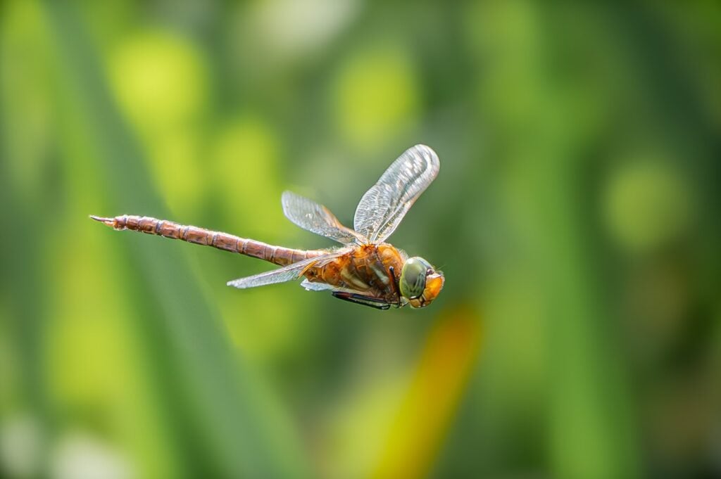 Norfolk Hawker Polly Mair 2