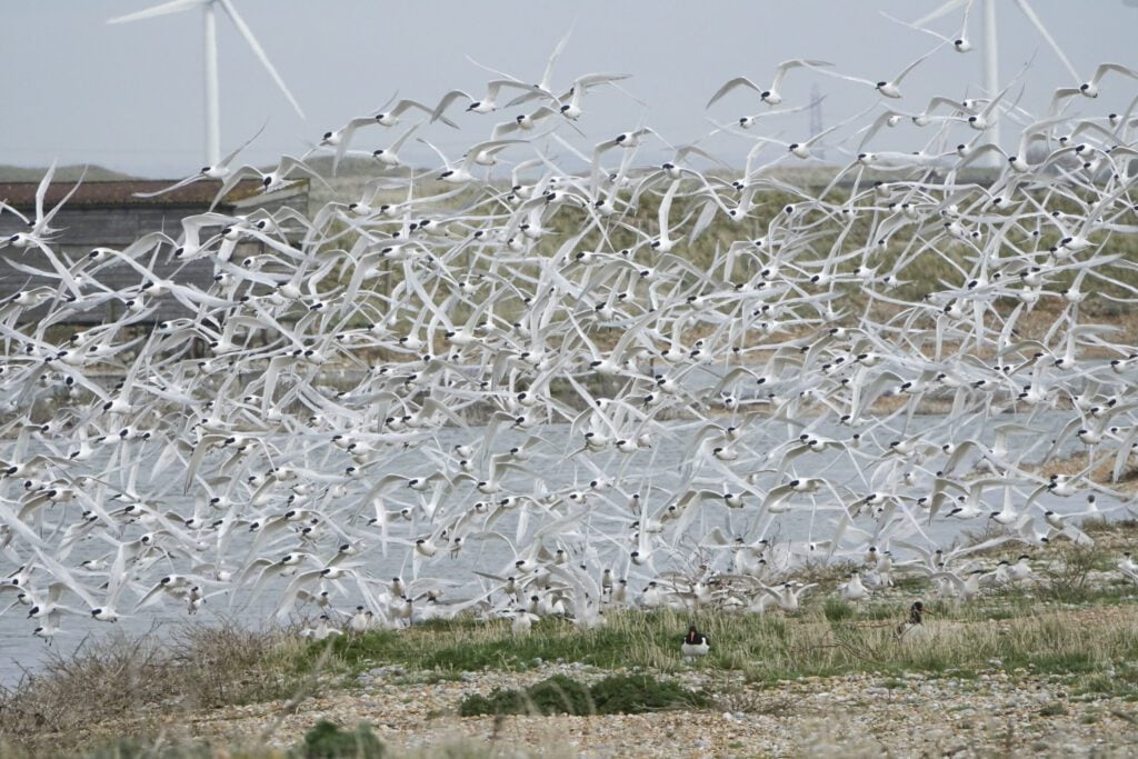 Sandwich Terns
