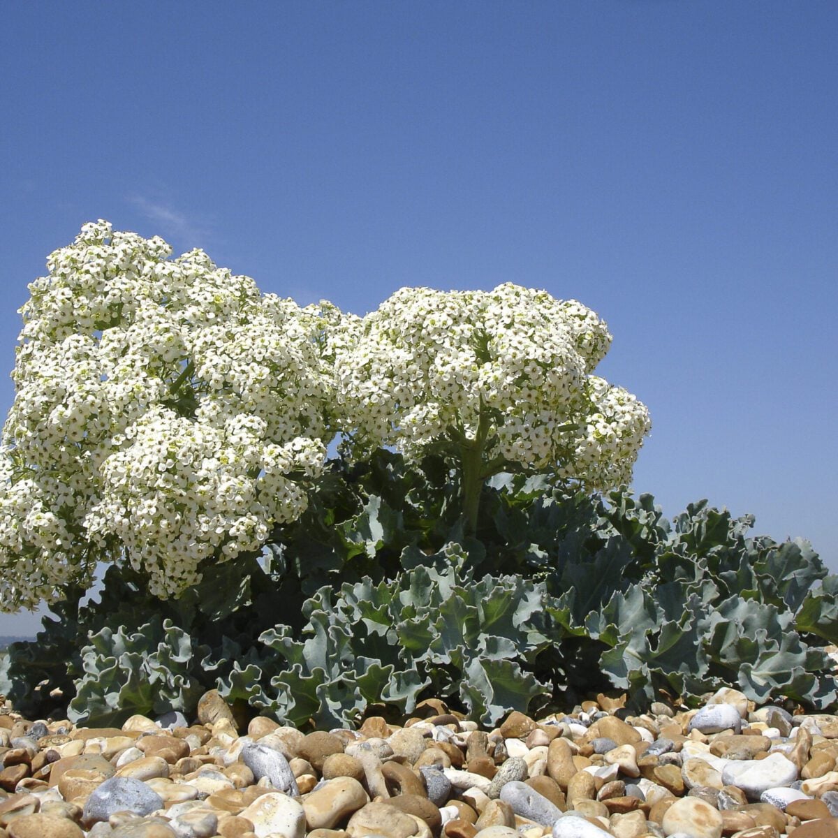Sea Kale and sky Barry Yates