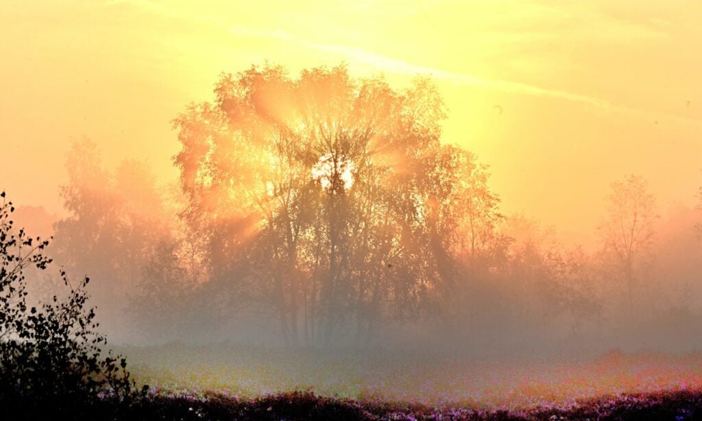 Stedham Common summer 2026 Paul Pinnington
