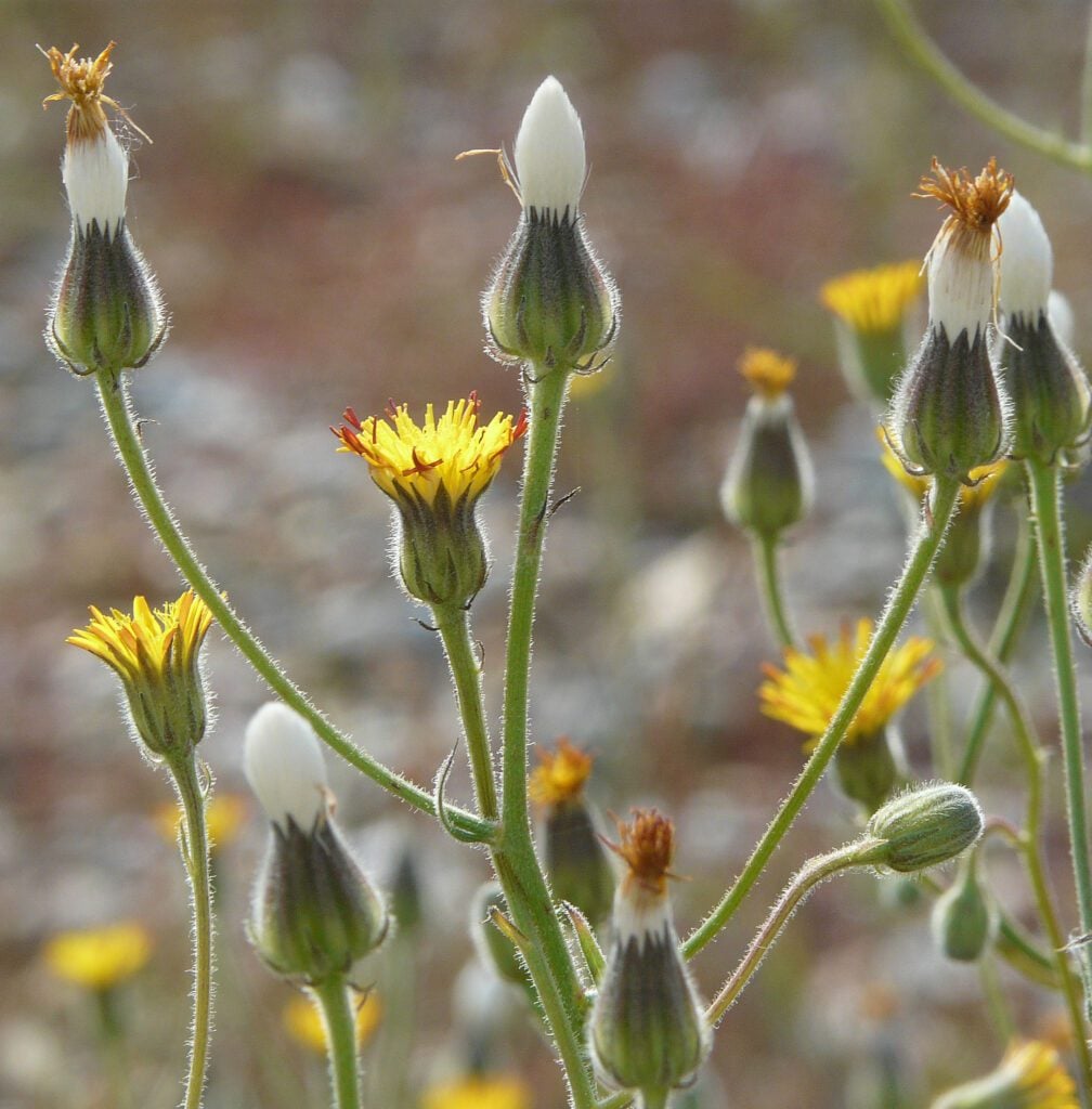 Stinking Hawksbeard Barry Yates