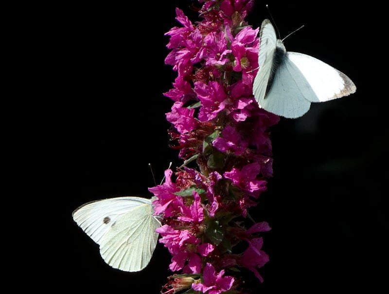 Small White butterflies © Alan Price