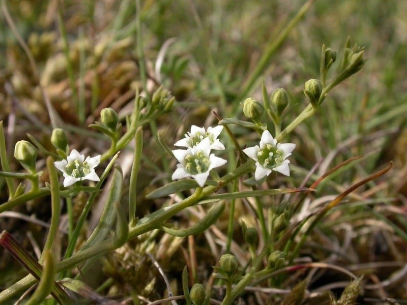 bastard toadflax graeme lyons 1