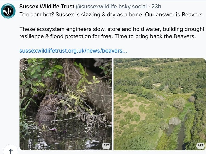 beaver post 2 1