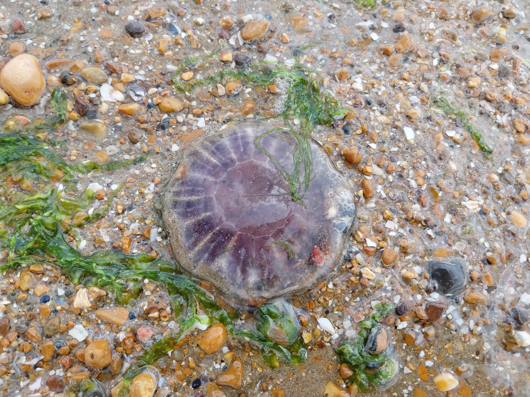 Blue Jellyfish © Mike Mullis Blue Jellyfish © Mike Mullis