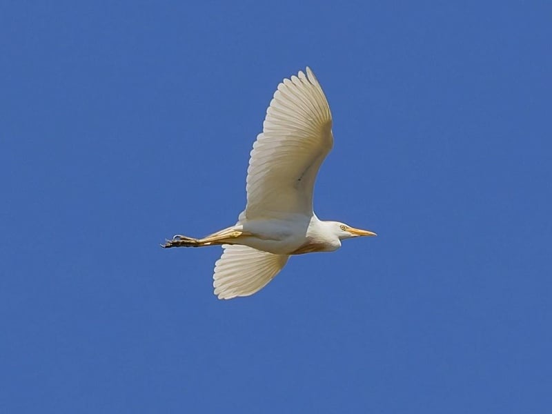 cattle egret in flight david rowlands w800h600 1