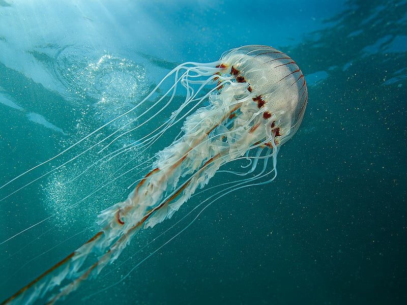 compass jellyfish paul parsons 2024 w800h600 1