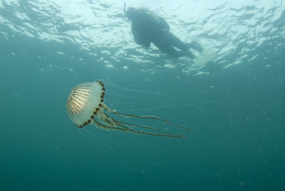 Compass Jellyfish © Paul Naylor Compass Jellyfish © Paul Naylor