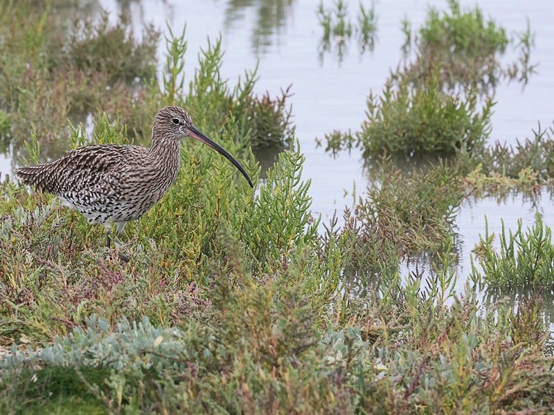 curlew on saltmarsh c barry yates 1 w800h600 1