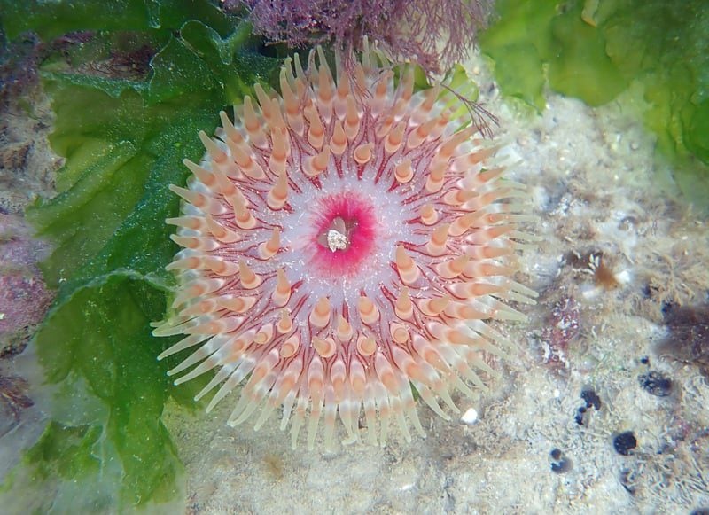 dahlia anemone 1