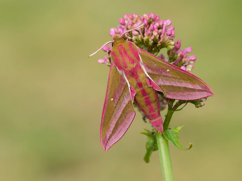 elephant hawk moth bob eade 1