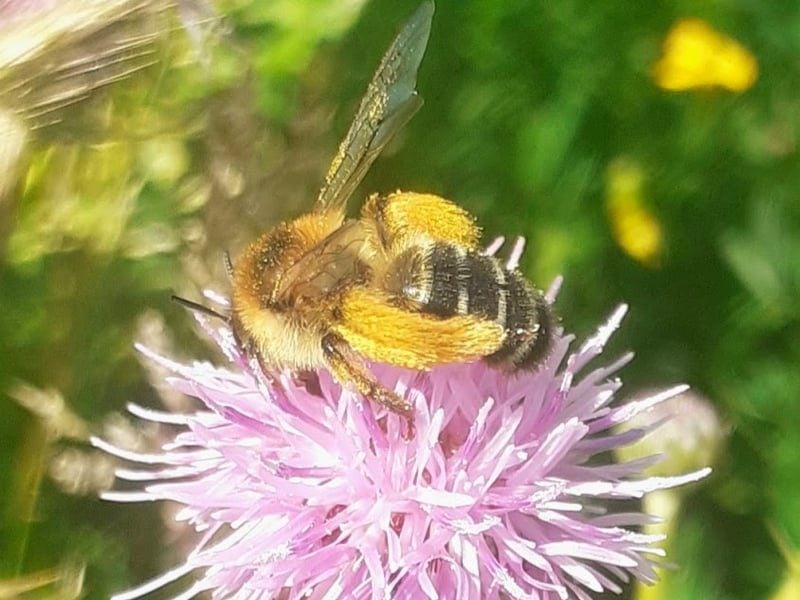 female pantaloon 1 1