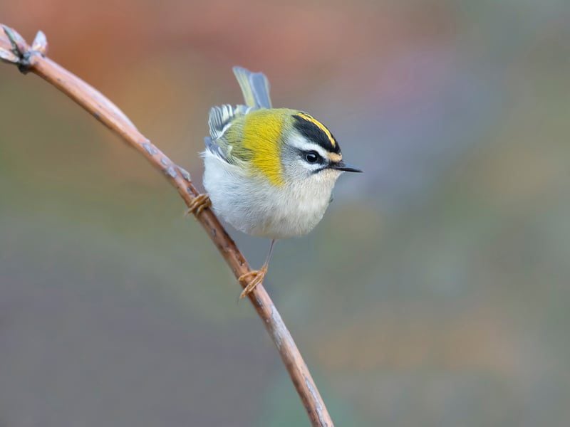firecrest bob eade 1