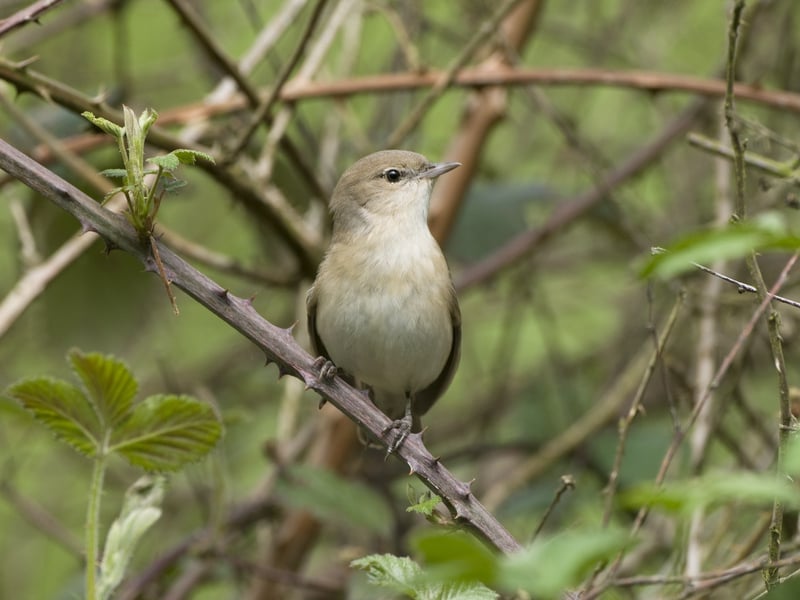 garden warbler derek middleton w800h600 1