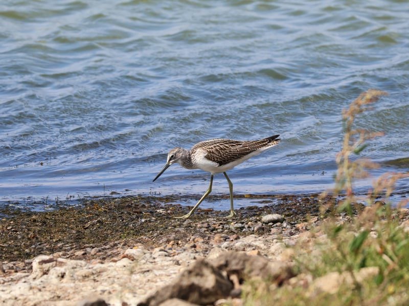 greenshank kai hilton 1