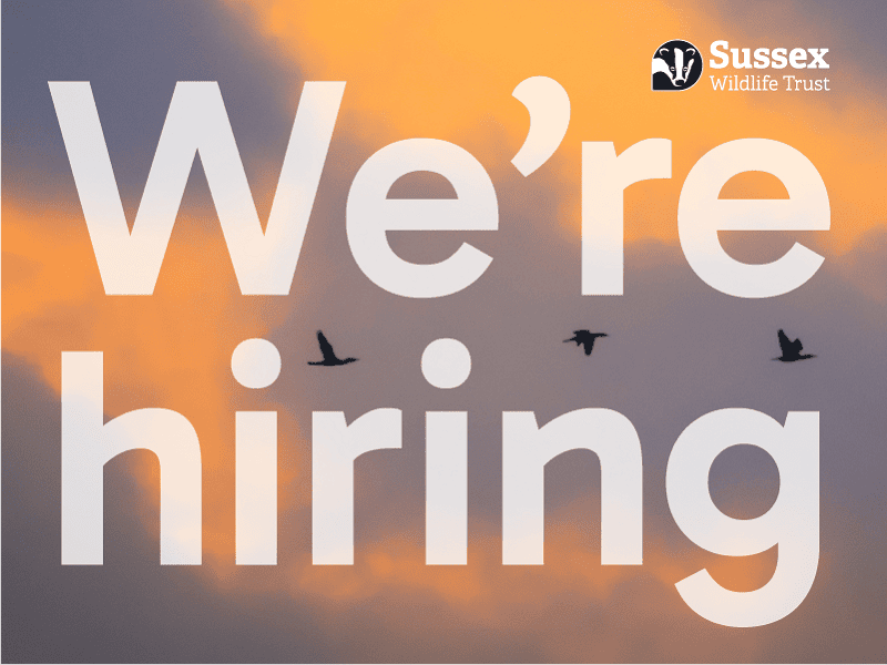 hiring800x600 w800h600 1